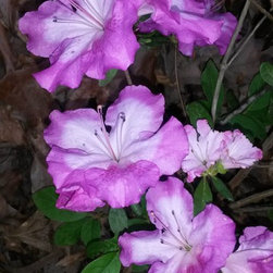 Azalea Parade - Home Decor