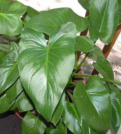 green and white leaves indoor plant White Splash Polka Dot Plants