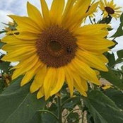Joan Knott DeGroot's photo