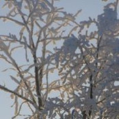 Coreen Trost-Strutynski's photo