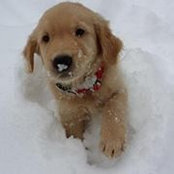 Cindy Fiore's photo