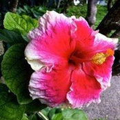 Sheri Chillingworth's photo