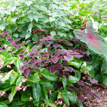 Seasonal Color Summer