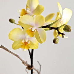 Miniture Phalaenopsis Orchid - Products