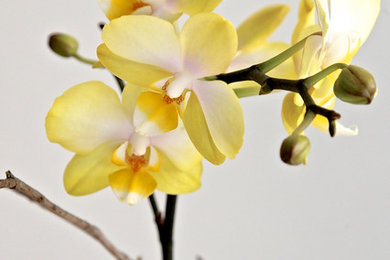 Miniture Phalaenopsis Orchid