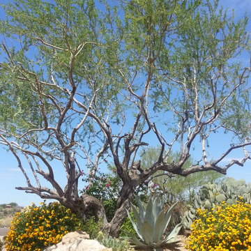 Desert Landscapes