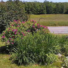 Plants By The Water