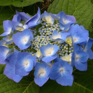 Hydrangea Festival Contest