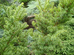Taxus baccata 'Amersfoort' | Houzz Forum