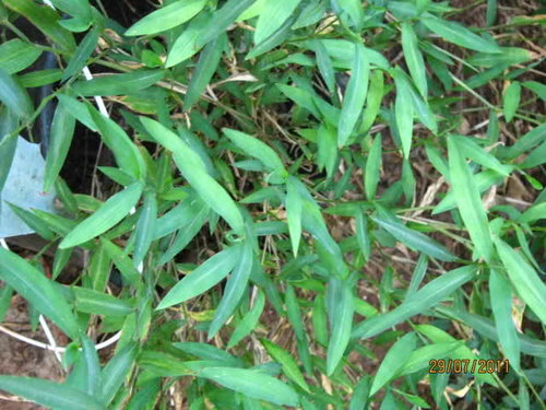 Please Identify - grass-like bamboo