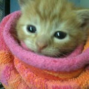 Freddie Flossie's photo