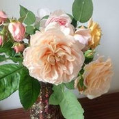 Helen Wizzam's photo