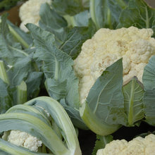Comment cultiver du chou-fleur ?