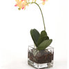 Waterlook® Mini Rose Pink Phalaenopsis Orchid in Glass Cube