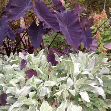 Plants