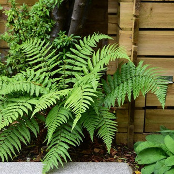 Twickenham courtyard garden
