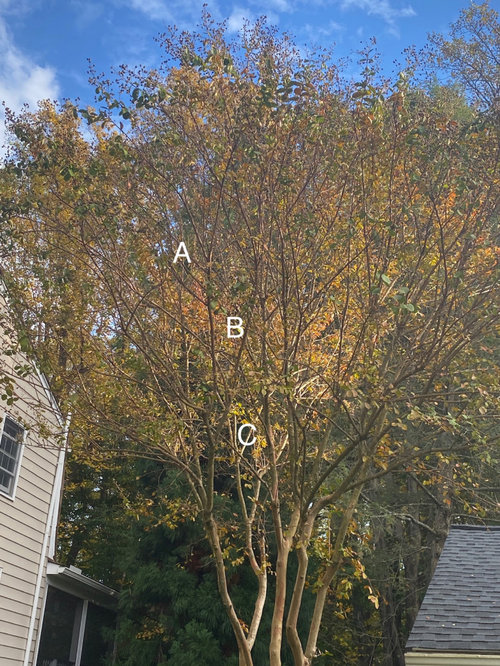 Where shall I trim Crepe Myrtle?