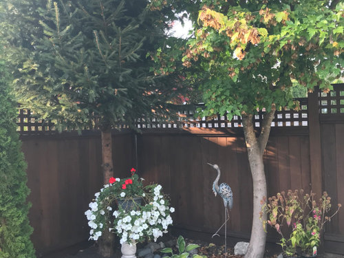 Under tree plants for shade
