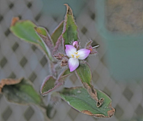 Tradescantia Red Hill