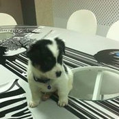 Vincent Ngo's photo