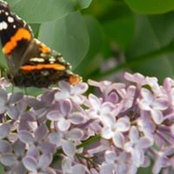 Foto von Esther Green