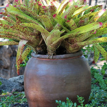 Plants