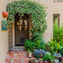 vines & plants
