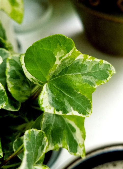 Beautiful 'Mint Kolibri' English Ivy!