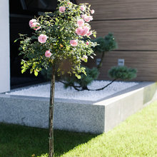 Landscape Ideas