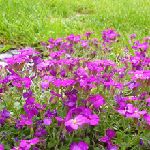 Couleurs au jardin