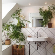 Plants In The Home