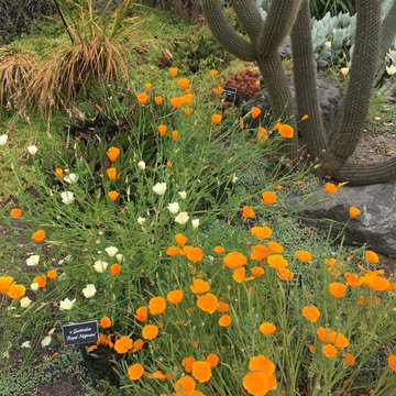 Feng Shui Oasis: California Poppies