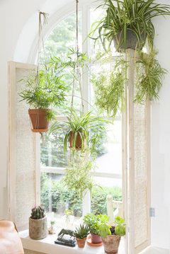 fiddle leaf fig pot plant Fiddle Leaf Fig: Popular Plant with Large Rounded Leaves - Ficus Tree –  Altman Plants main image 0