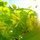 Greg