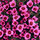 marypink