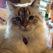 Laurie Holm's photo
