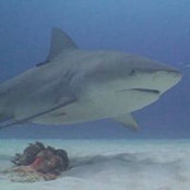 Bill Baldwin's photo