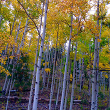 awesome trees