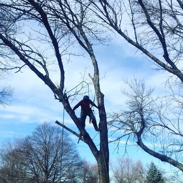 Jeff Removing Ash Trees