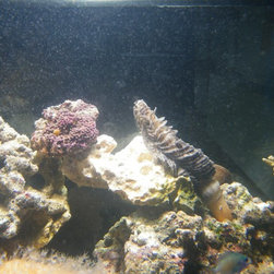 Fresh water and marine fish - Products