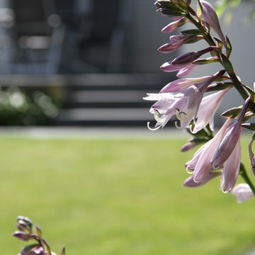 Moderner Hausgarten