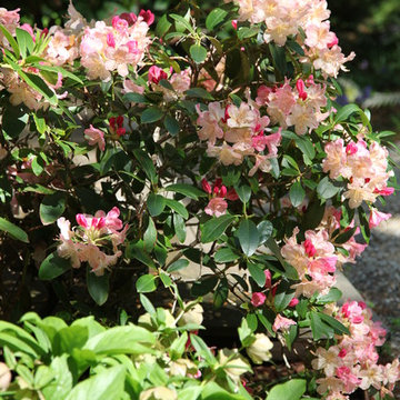 Woodland Garden