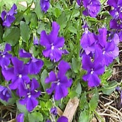 Purple Showers Violet Plant - Area Rugs