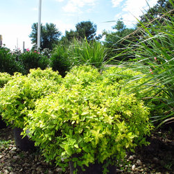 PLANT MATERIALS - Products