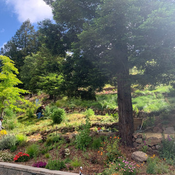 Hillside Flower Meadow + Food Forest