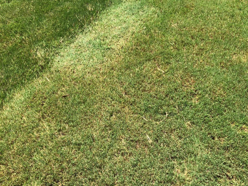Different color sections in lawn