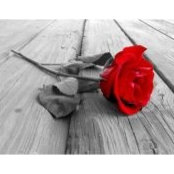 Tanisha Dunham's photo