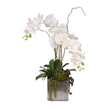Phalaenopsis orchid in pot