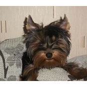 Natasha Dimitrieva's photo