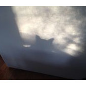 Regina Connell's photo